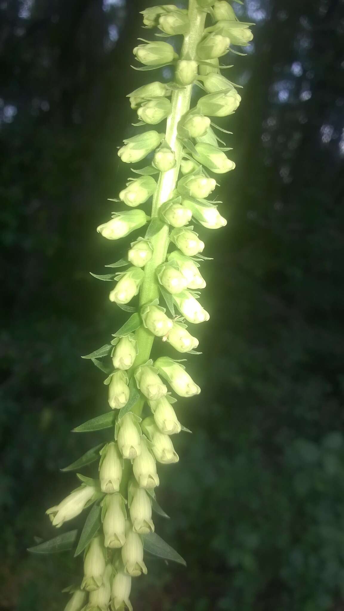 Image de Digitalis lutea subsp. australis (Ten.) Arcangeli