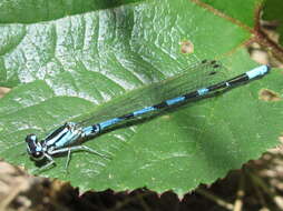 Plancia ëd Coenagrion johanssoni (Wallengren 1894)