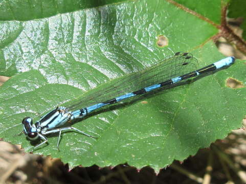 Image of Arctic Bluet