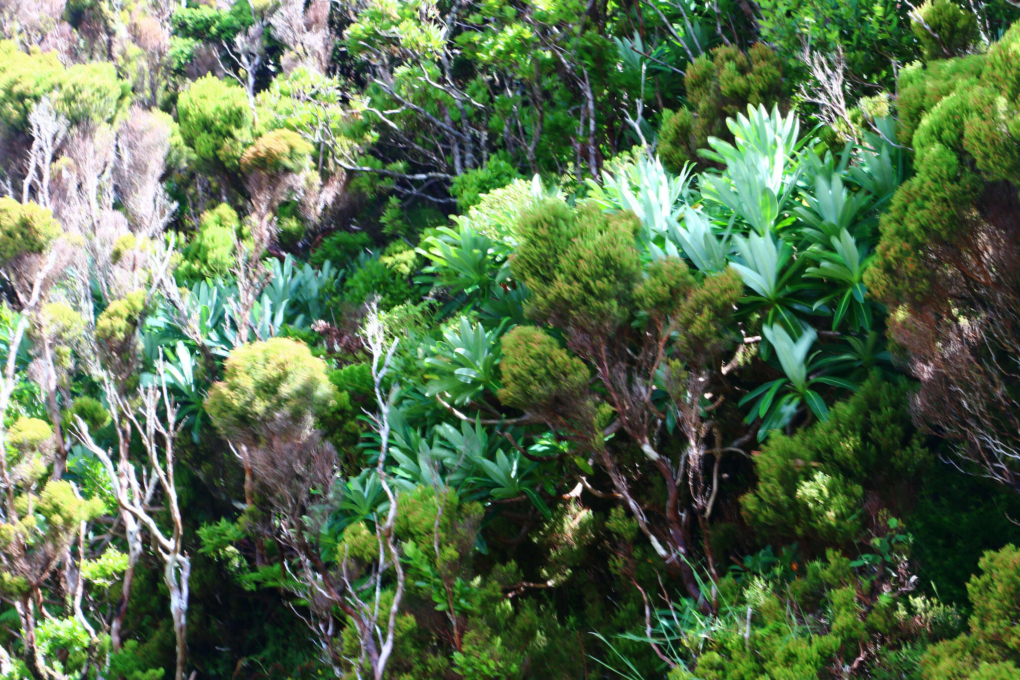 Image of Euphorbia stygiana subsp. stygiana