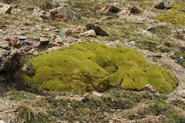 Image of Golden Alpine Sandwort