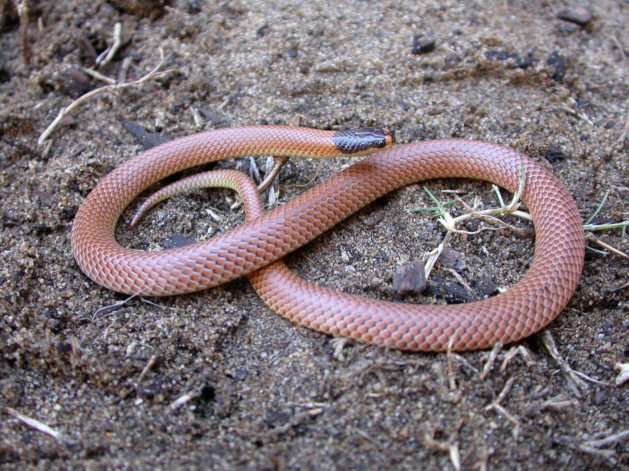 Image of Black-headed Snake