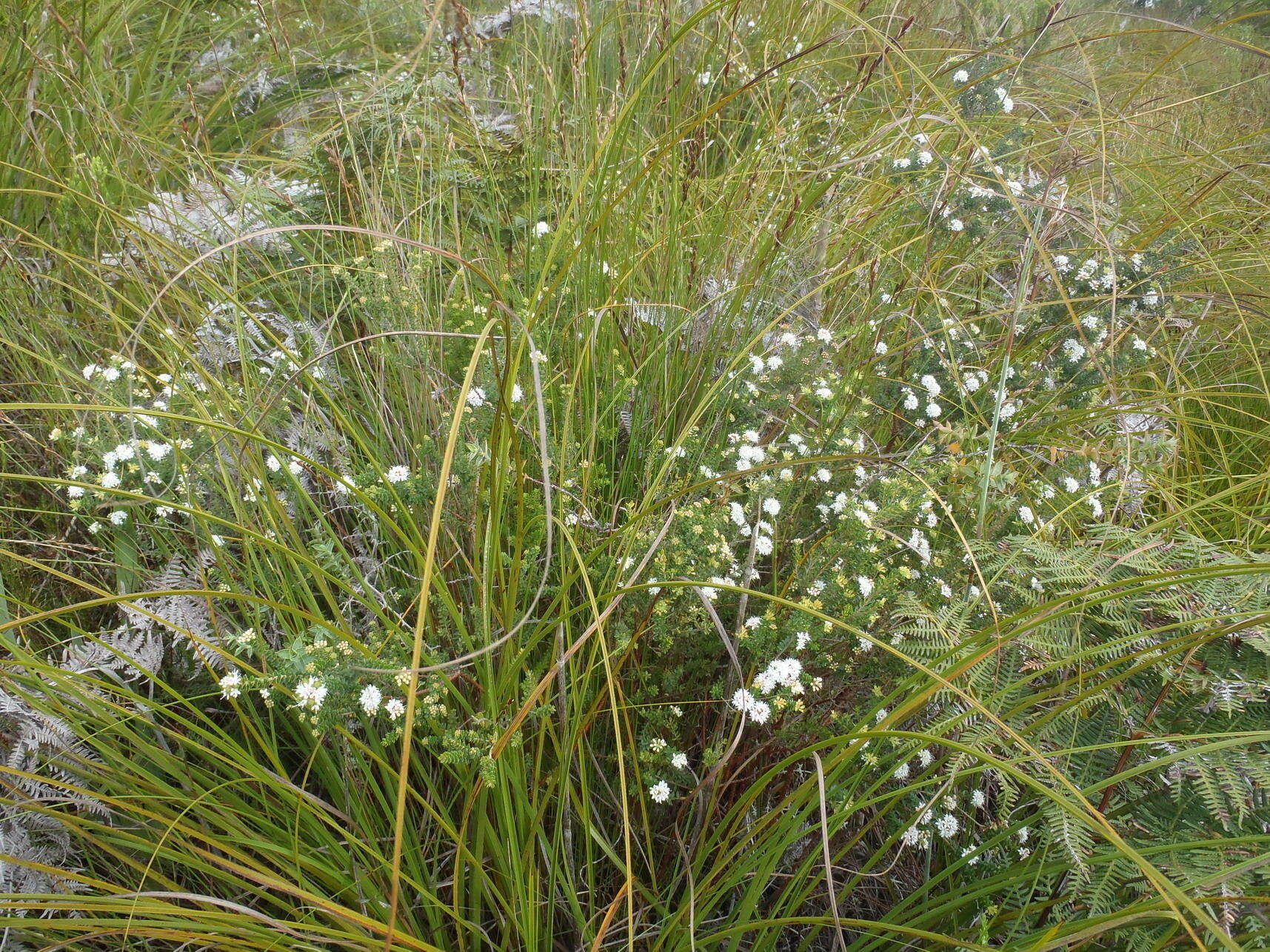 Image of Agathosma planifolia Sond.