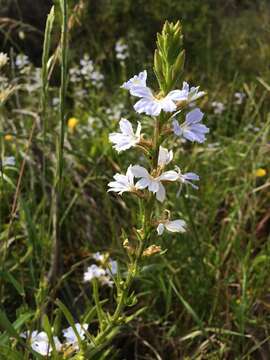 Image of Scaevola anchusifolia Benth.