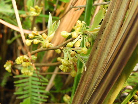 Lindera glauca (Sieb. & Zucc.) Bl. resmi