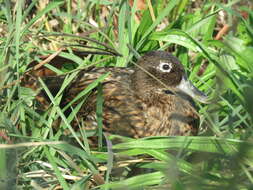 Image of Laysan Duck