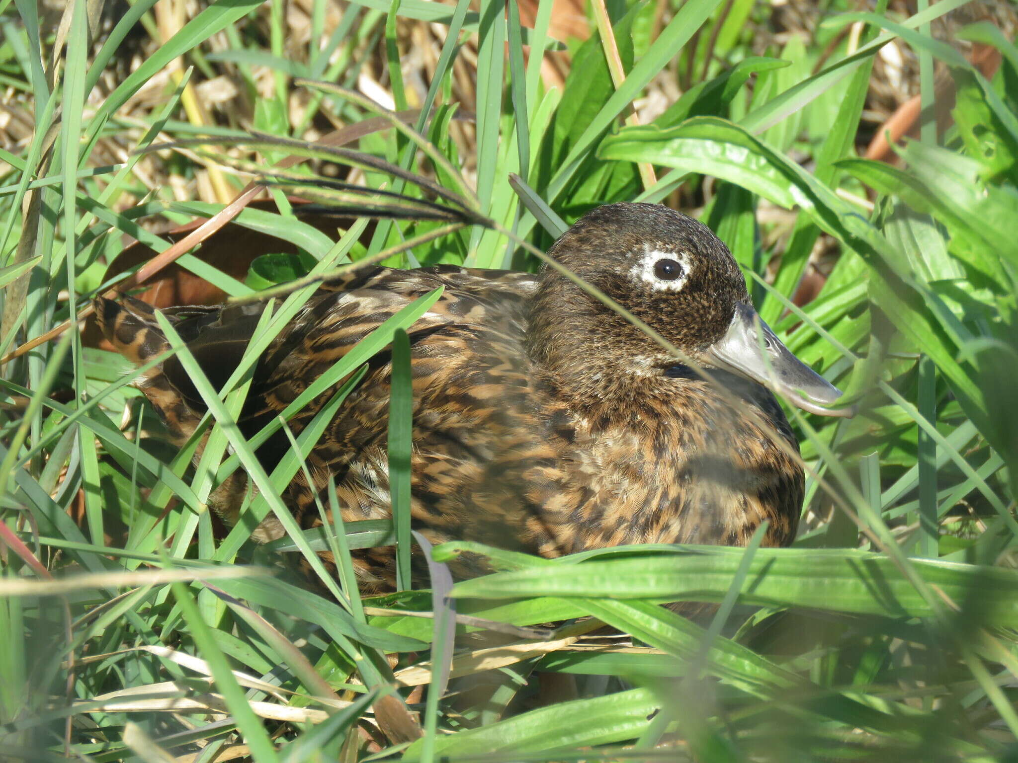 Image of Laysan Duck