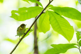 Image of Bay-breasted Warbler