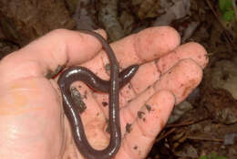 Image de Amphiuma pholeter Neill 1964