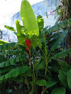 Image of Scarlet Banana