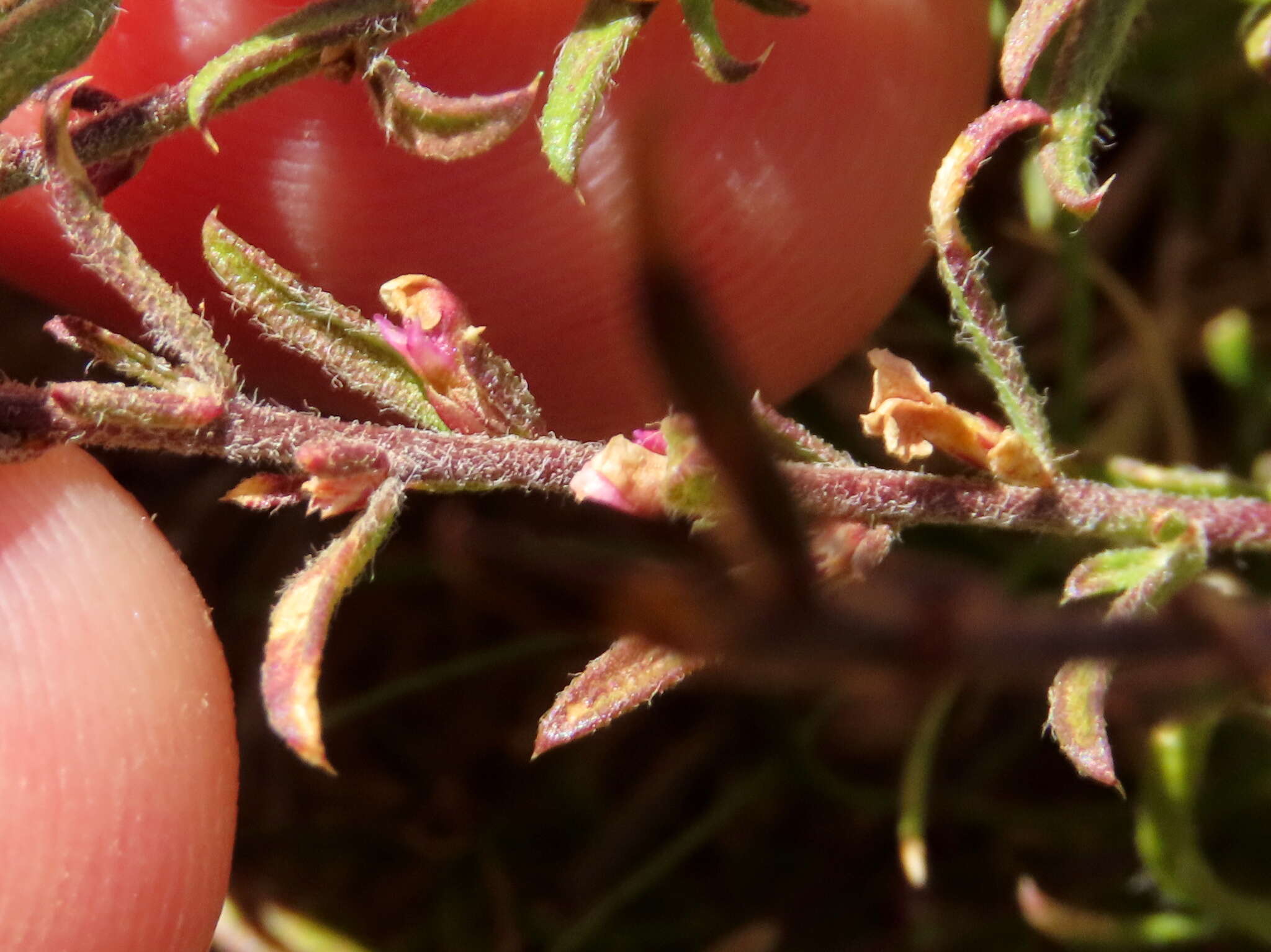 Image of Muraltia comptonii Levyns