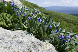 Image of Mertensia ovata var. caelestina (A. Nelson & Cockerell) Nazaire & L. Hufford