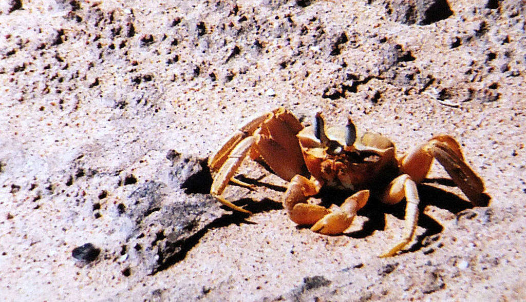 Image of tufted ghost crab