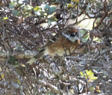 Image of Chasiempis sandwichensis bryani Pratt 1979