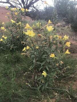 Image of longstem evening primrose