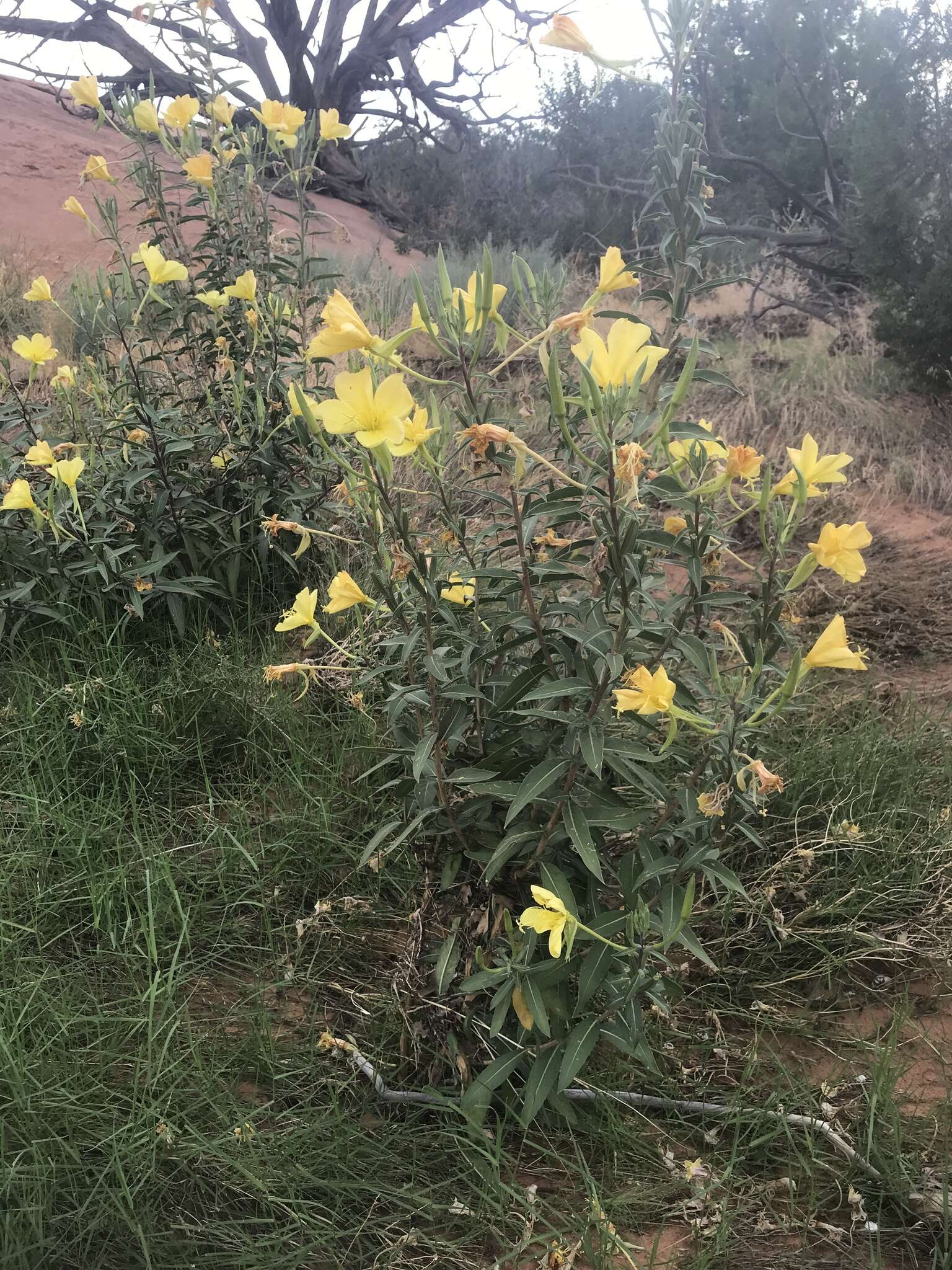 Image of longstem evening primrose