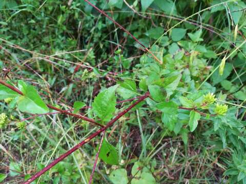 Image de Stevia ovata Willd.