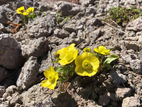 Image of Rocky Mountain Buttercup