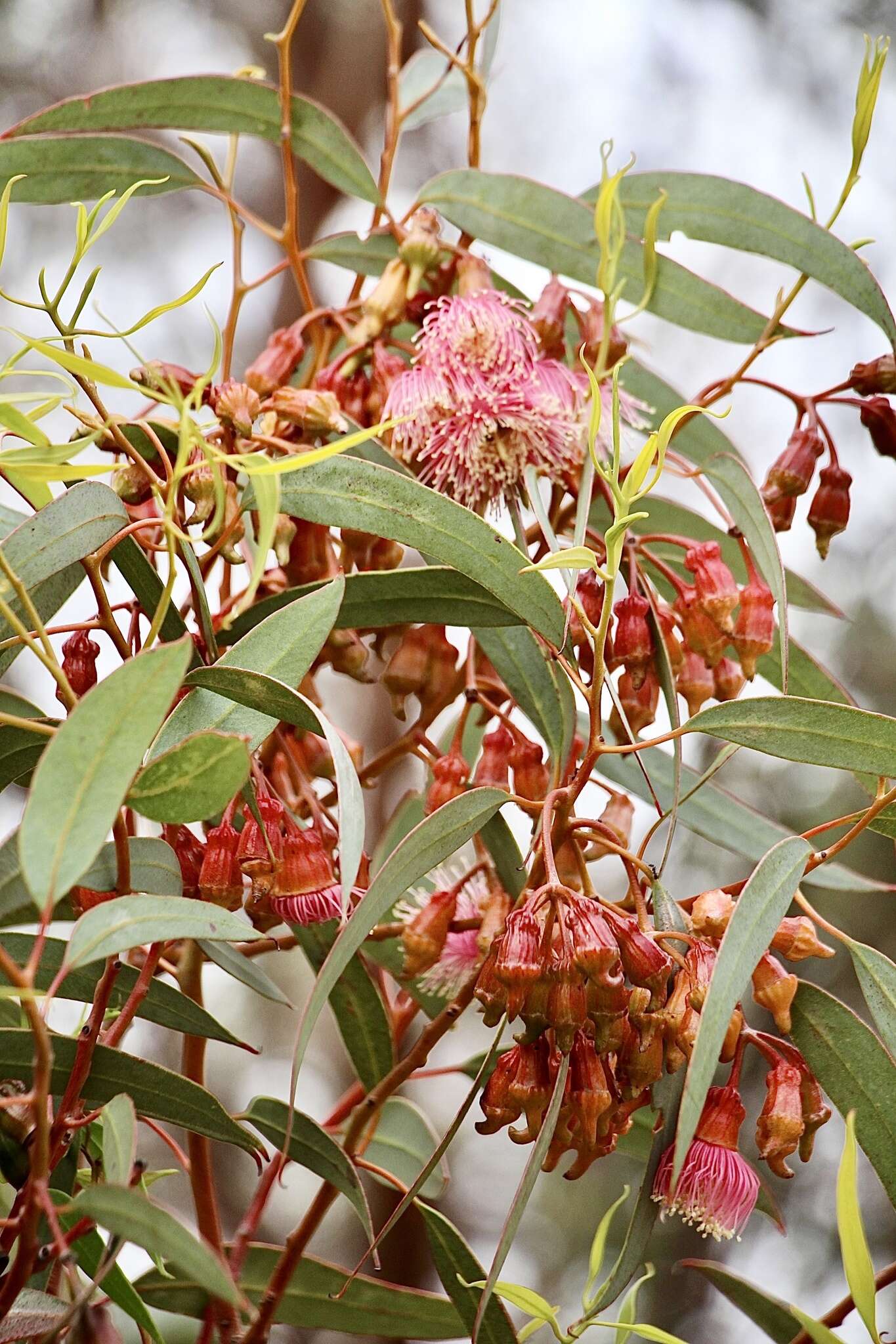 Слика од Eucalyptus torquata Luehm.