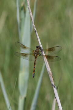 Image of Seaside Dragonlet