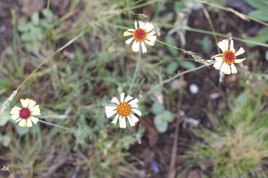 Image of Helenium radiatum (Less.) M. W. Bierner