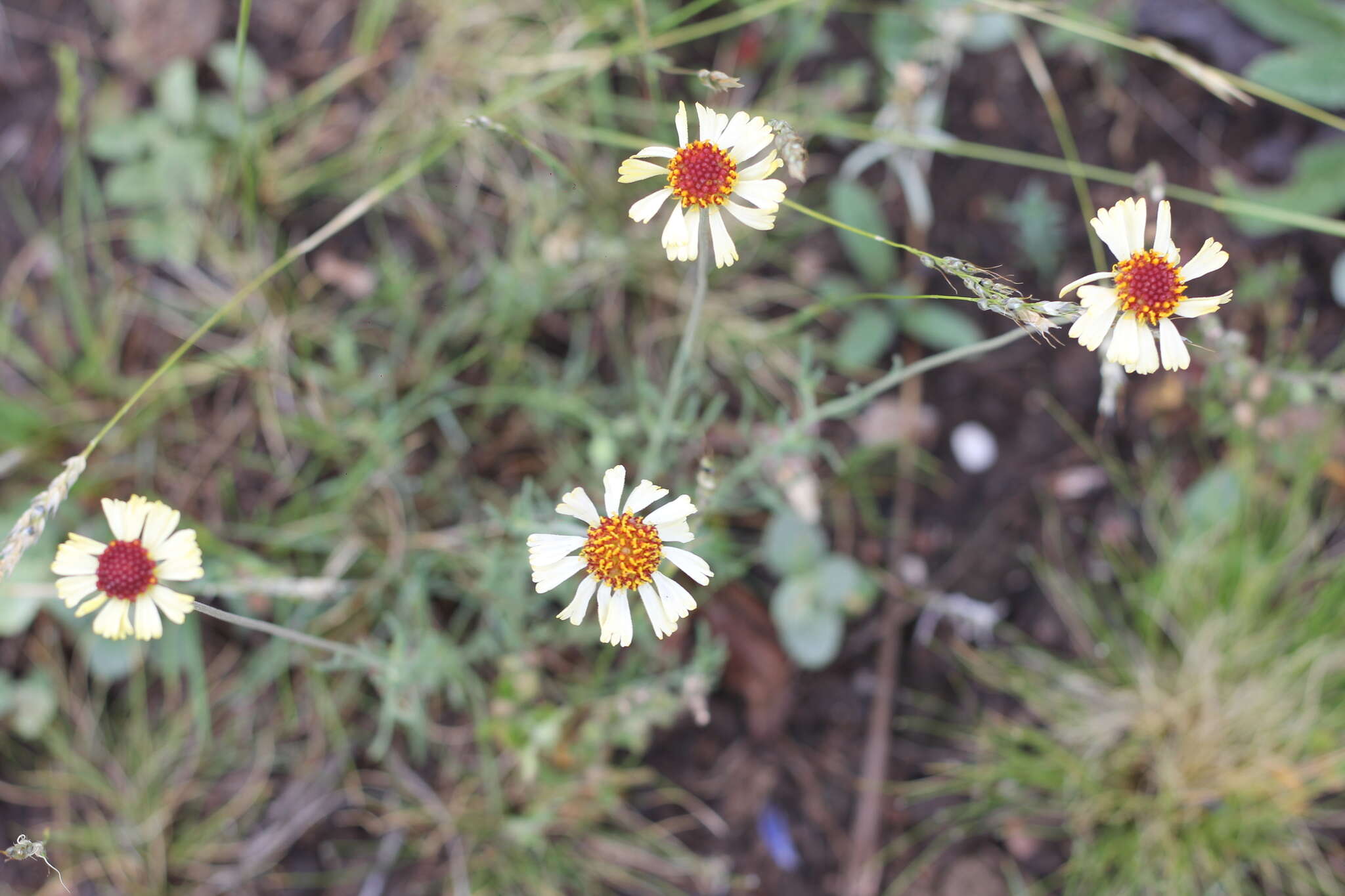 Image de Helenium radiatum (Less.) M. W. Bierner