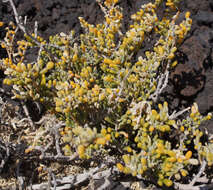 Plancia ëd Tetraena fontanesii (Webb & Berthel.) Beier & Thulin