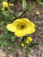 Image of largeflower yellow false foxglove