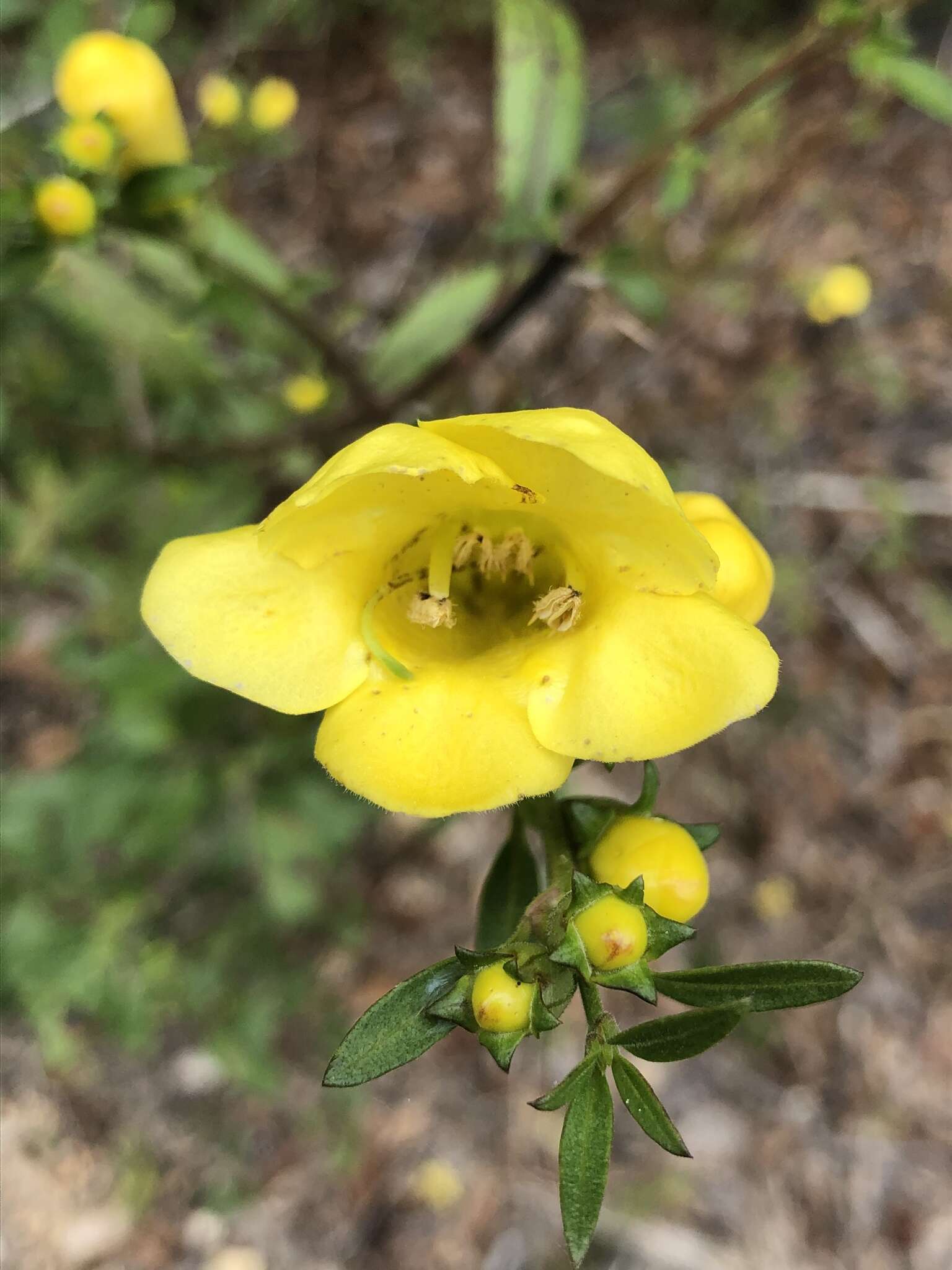 Image of largeflower yellow false foxglove