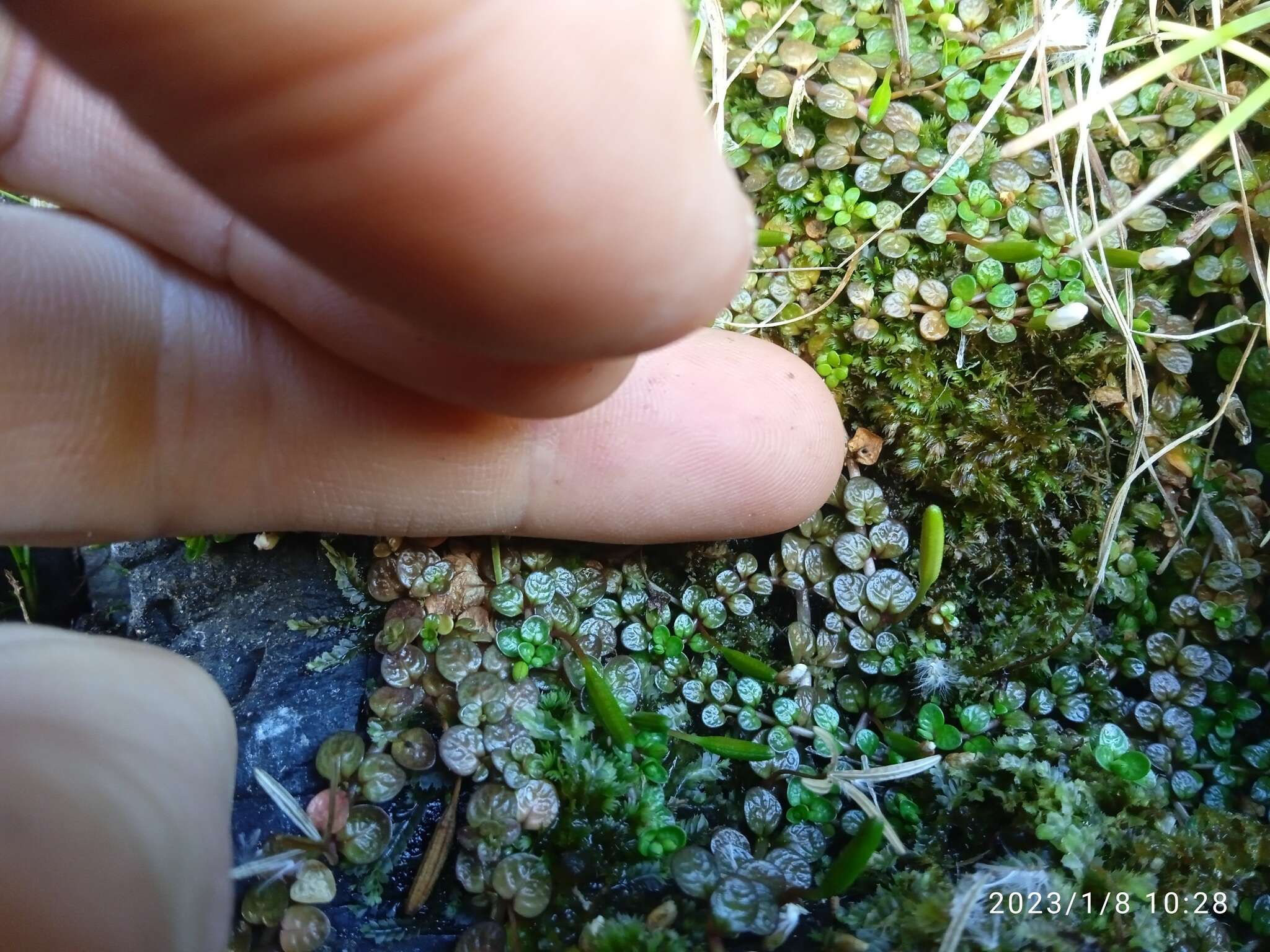 Image of Epilobium komarovianum Leveille