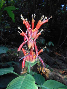 Image of Sanchezia pulchra Leonard