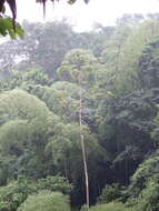 Image of Gray-backed Hawk