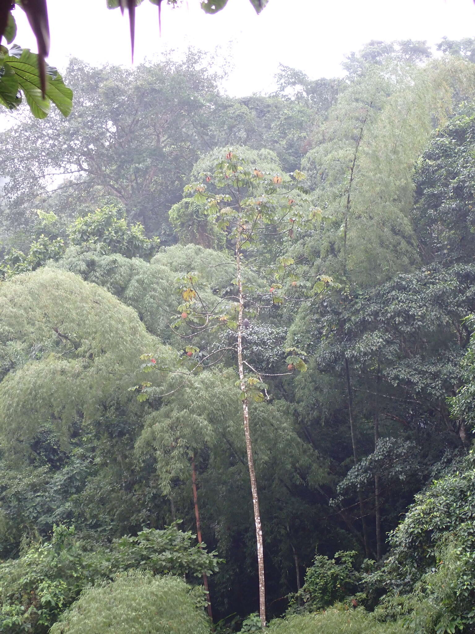 Image of Gray-backed Hawk