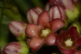 Image of Marsdenia macrophylla (Humboldt & Bonpl. ex Schultes) Fourn.