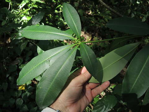 Plancia ëd Alstonia scholaris (L.) R. Br.