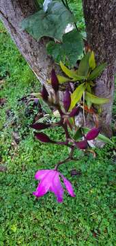 Plancia ëd Laelia autumnalis (Lex.) Lindl.