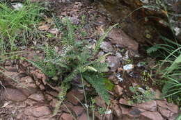 Image of wavy scaly cloakfern