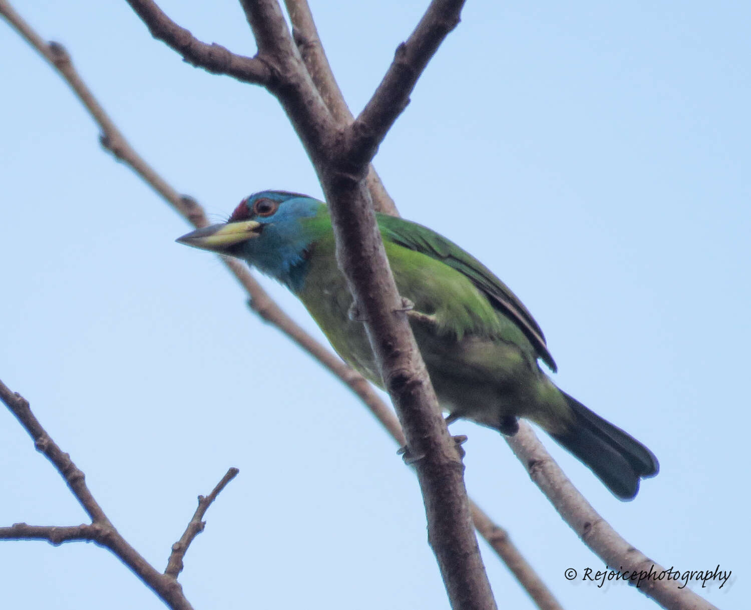 Sivun Psilopogon asiaticus (Latham 1790) kuva