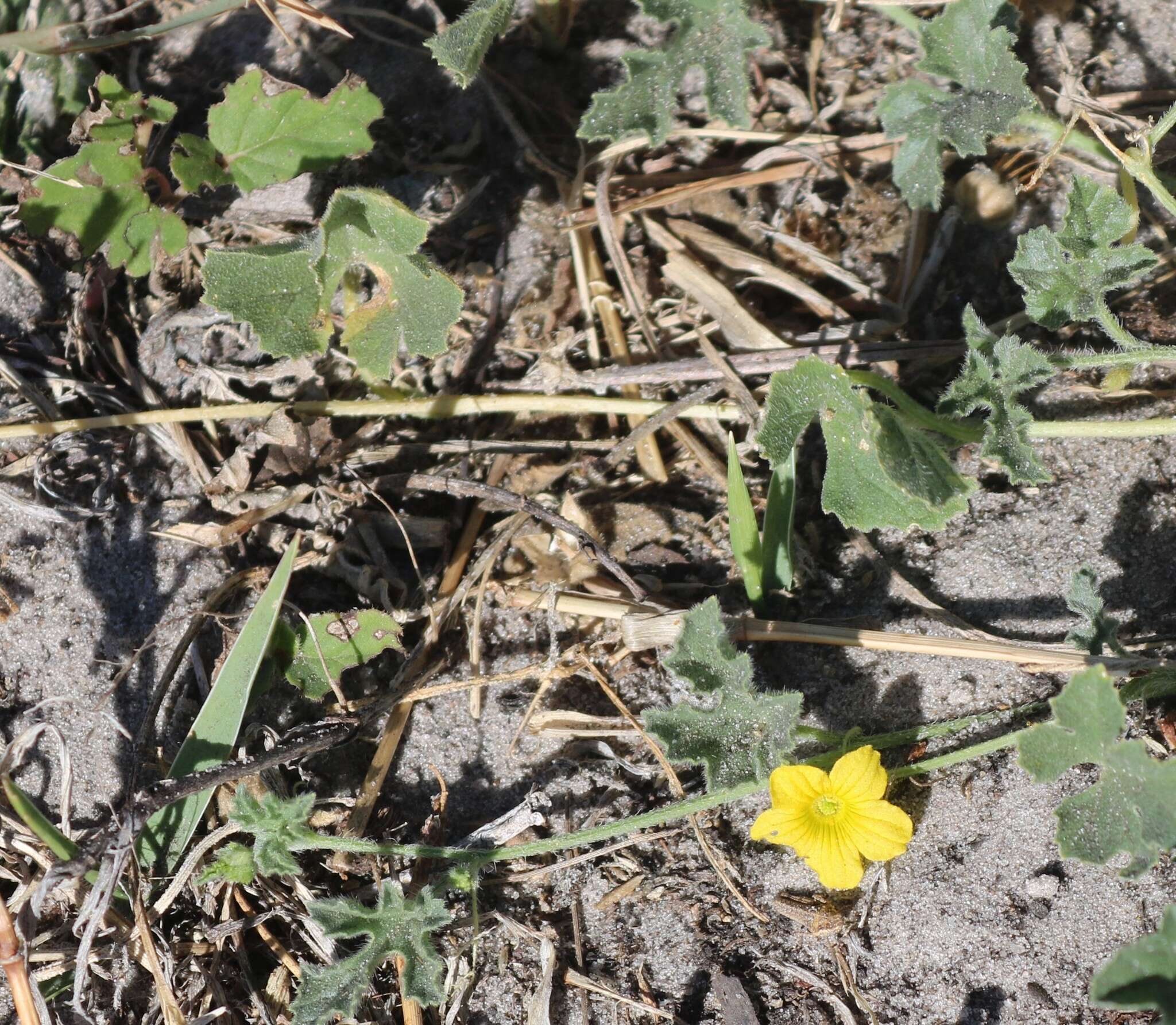 Image of South African Spiny Cucumber