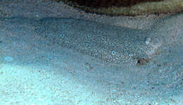 Image of Peacock sole