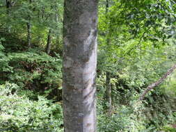 Image of Japanese Beech