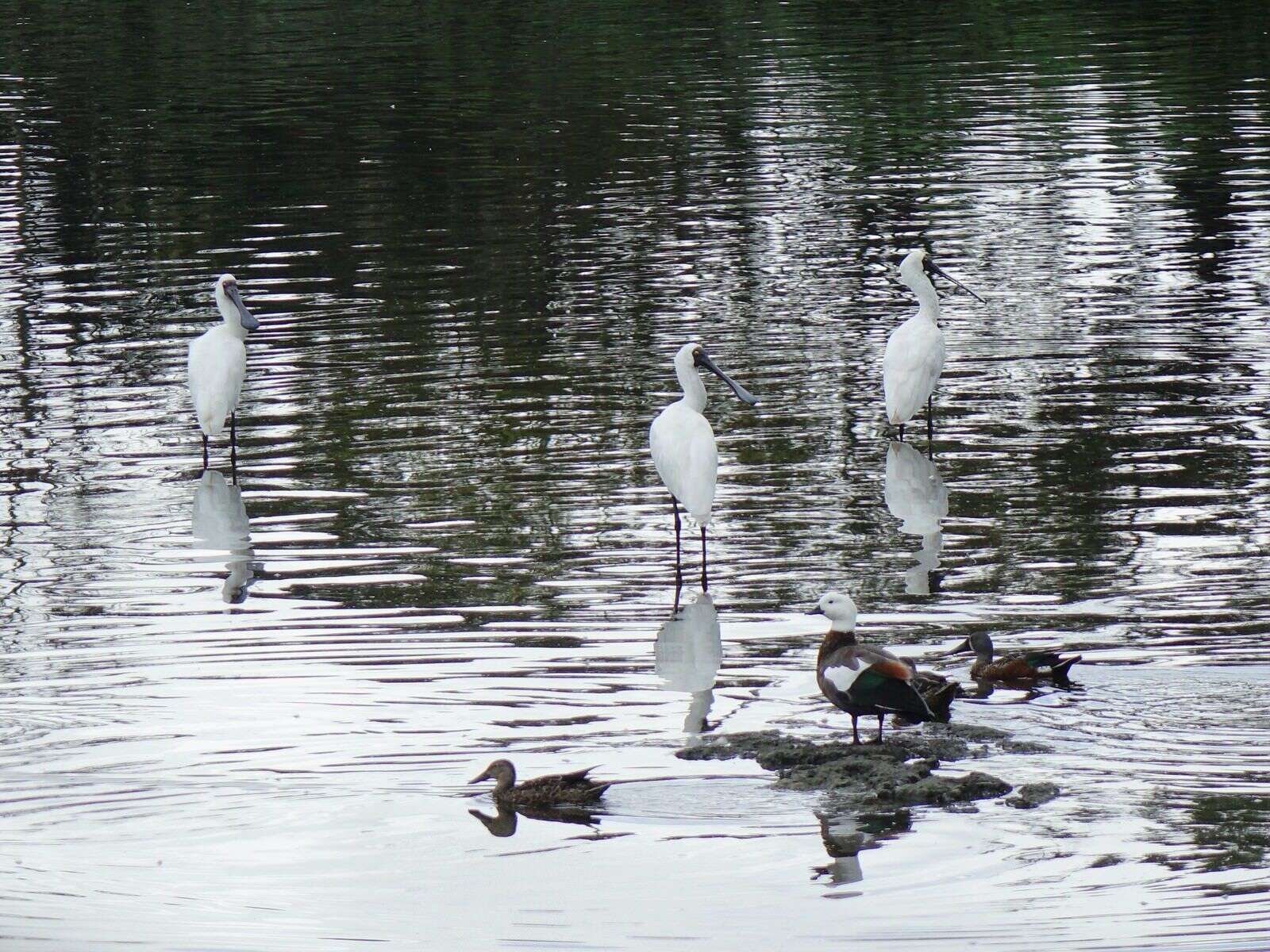 Image of Royal Spoonbill