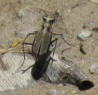 Sivun Cicindela (Cicindelidia) roseiventris Chevrolat 1834 kuva