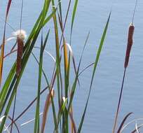 Image of Bulrush