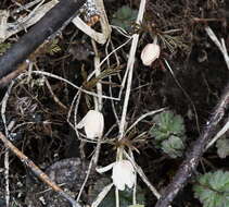 Image of Anemone amurensis Korshinsky