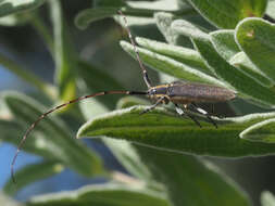 Image of Agapanthia (Epoptes) asphodeli (Latreille 1804)