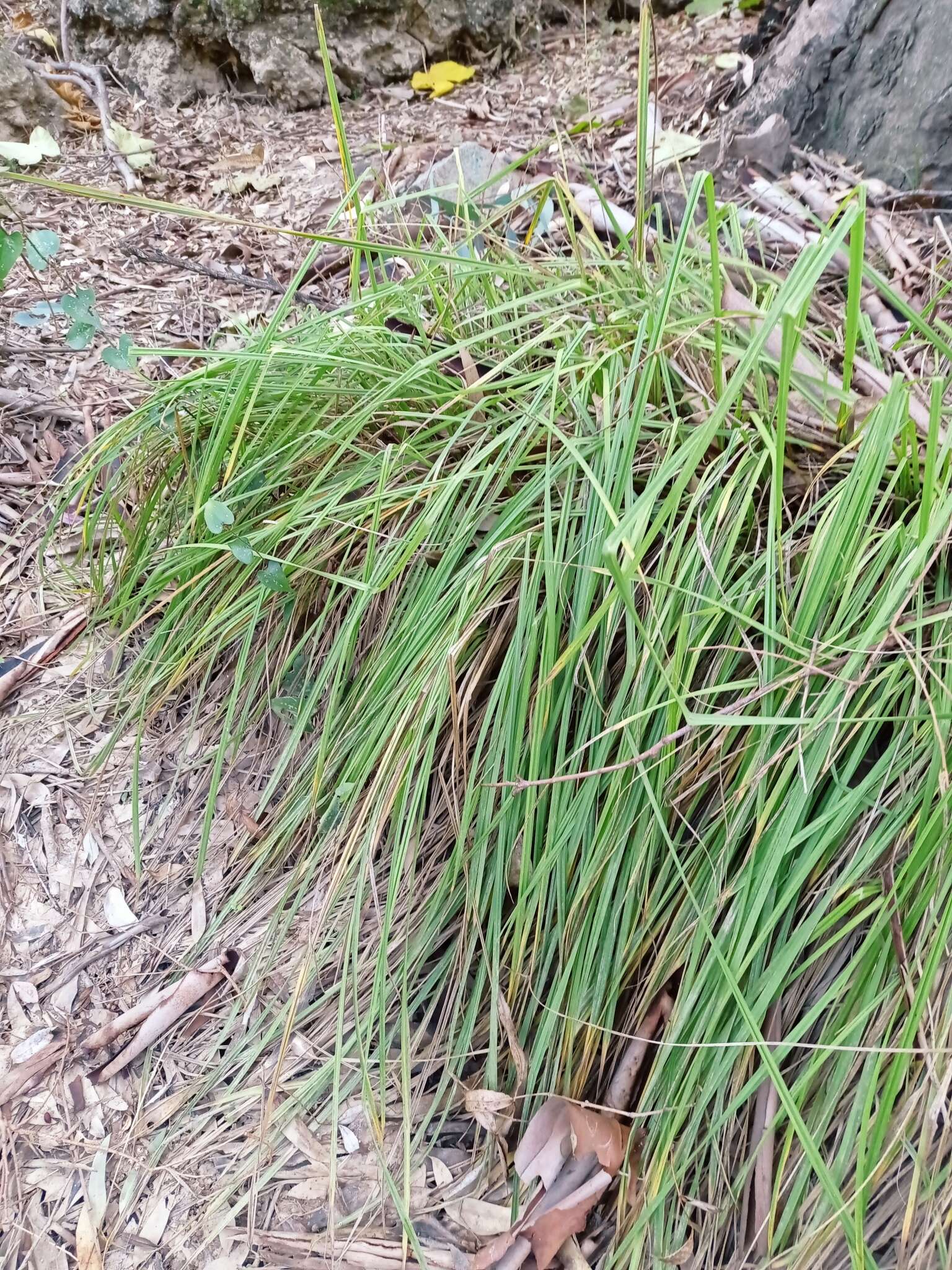 Image de Carex reuteriana subsp. mauritanica (Boiss. & Reut.) Jim. Mejías & Luceño