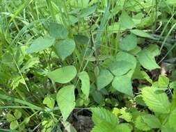 Image of Amphicarpaea bracteata subsp. edgeworthii (Benth.) H. Ohashi