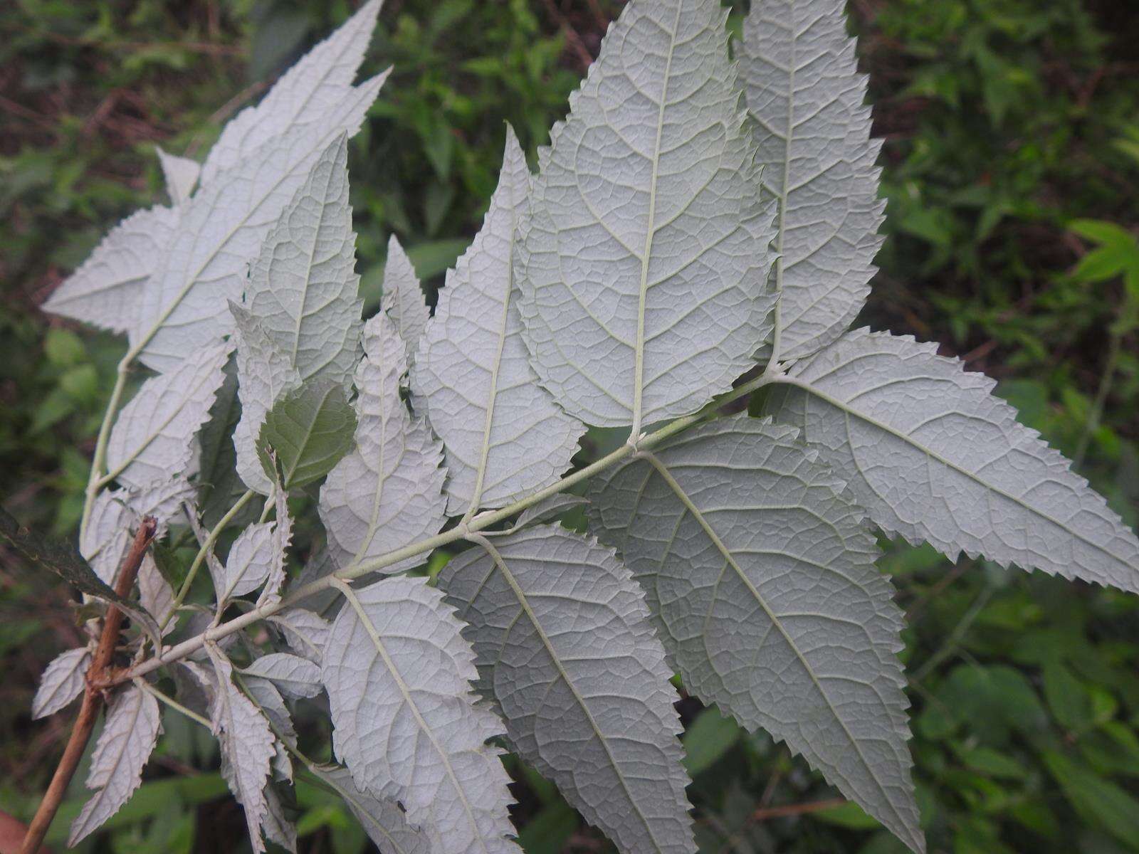 Image of Weeping sage