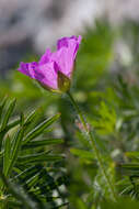 Image of bloody geranium